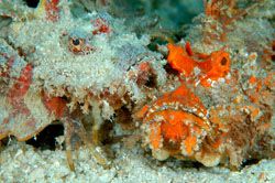 A pair of devil scorpionfish. D70,105mm
kapalai, sabah. by Frankie Tsen 